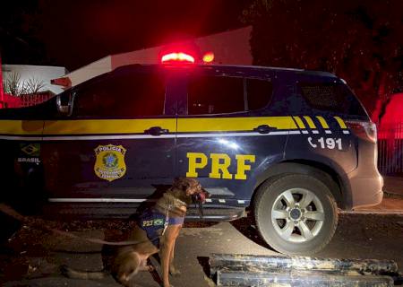 PRF apreende 41 kg de cocaína com auxílio de cão farejador em Terenos